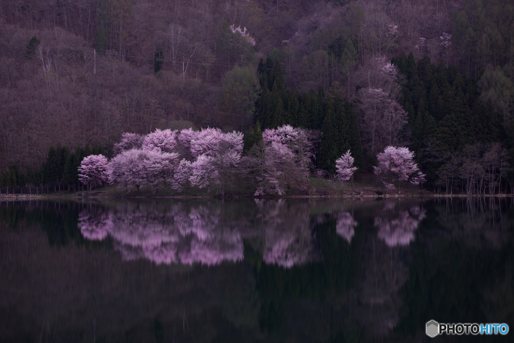 湖畔の春