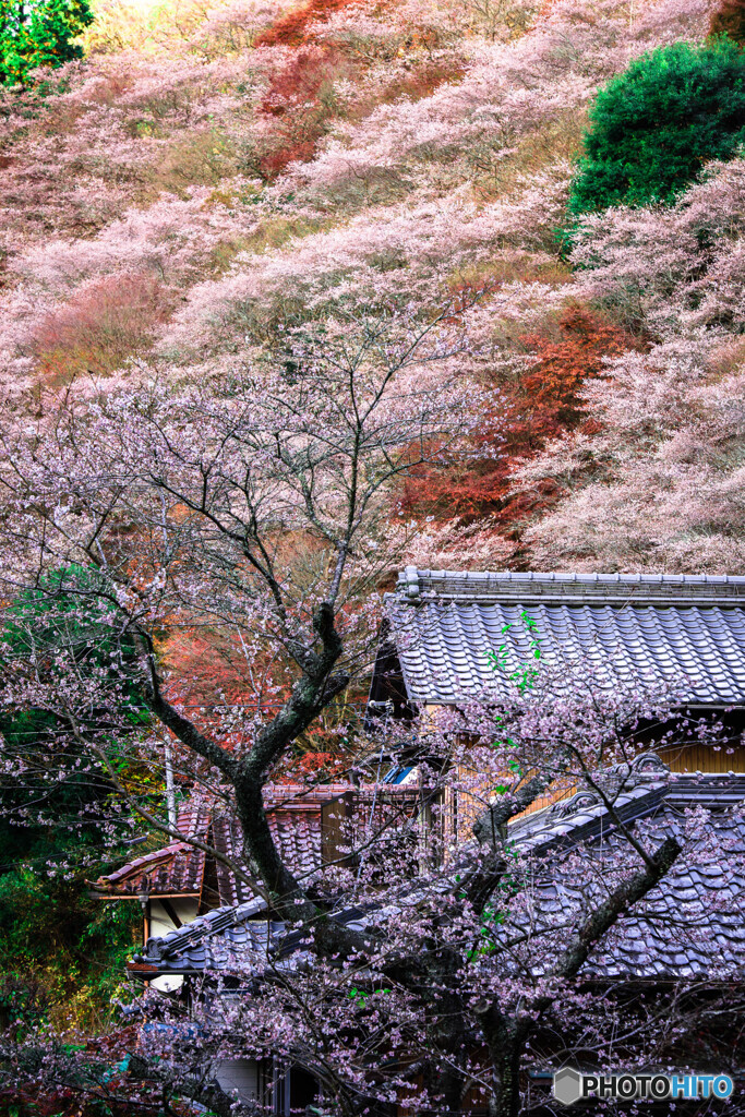 四季桜のある風景 *2