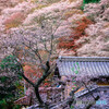 四季桜のある風景 *2