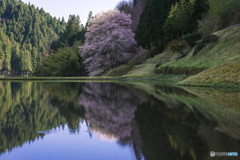 reflection　桜2017 #2