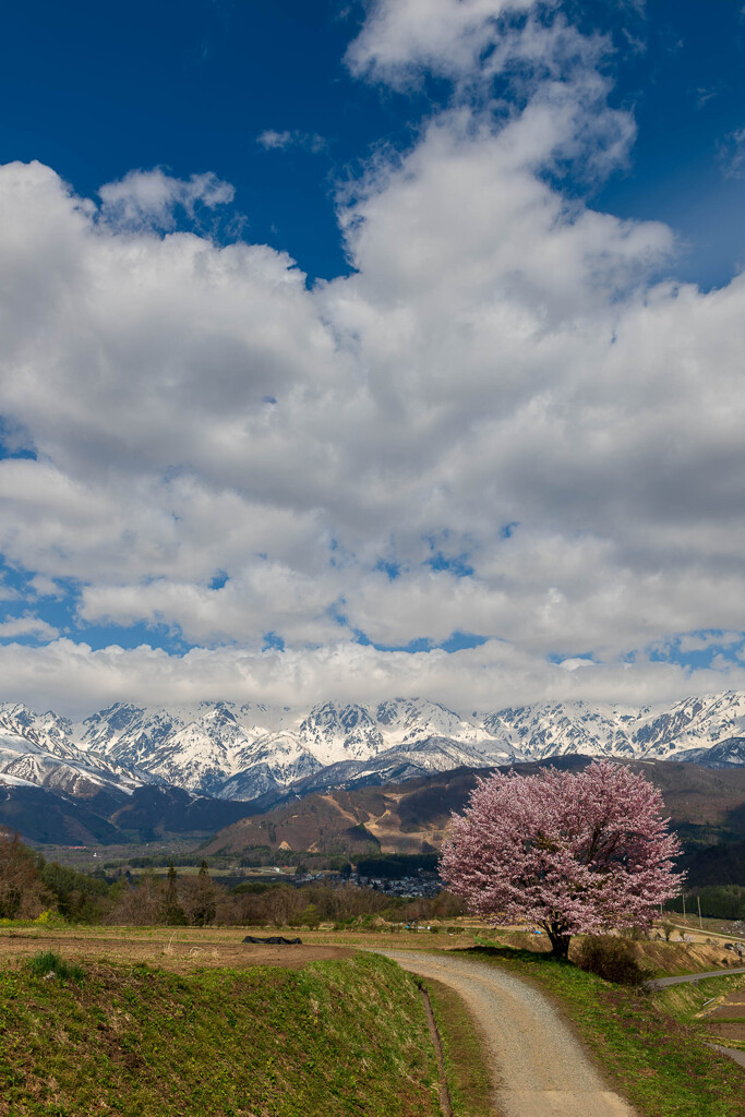 野平の一本桜