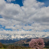 野平の一本桜