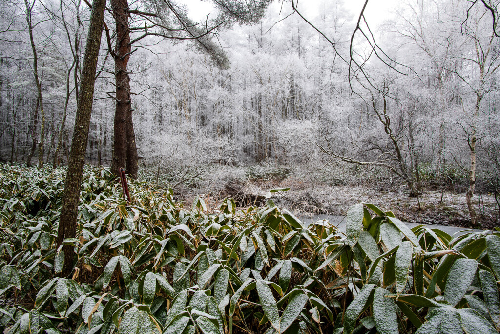 雪の華