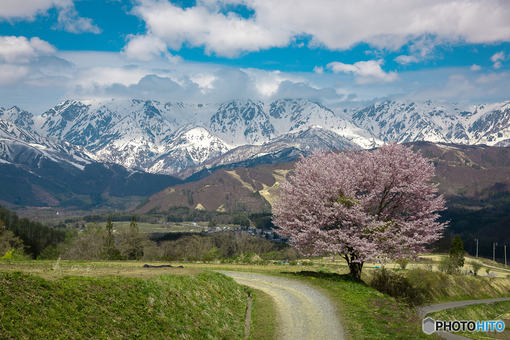 野平の一本桜