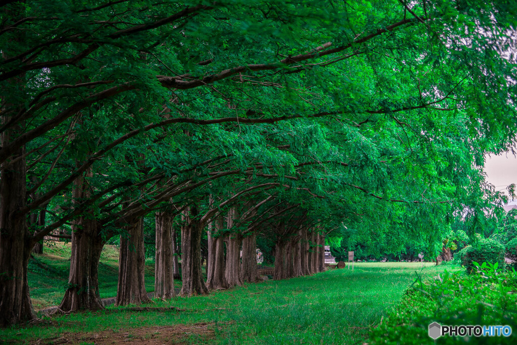 green forest