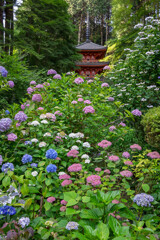 あじさい寺を訪ねて　其の一