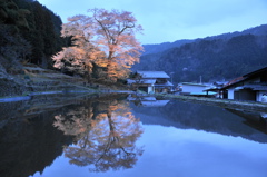 苗代桜Ⅰ