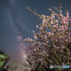 with flower peach