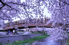 裁断橋と桜