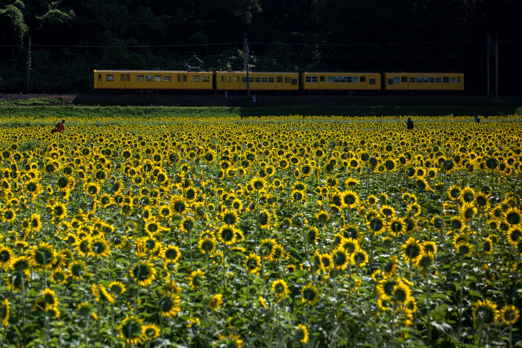 yellow × yellow