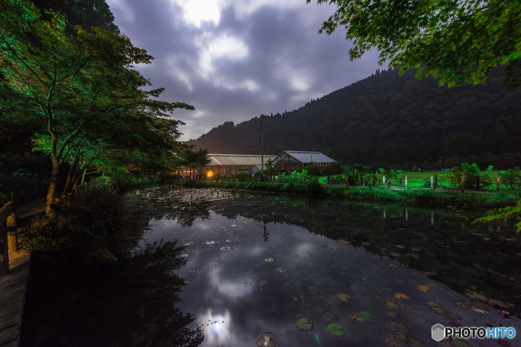 雲鯉