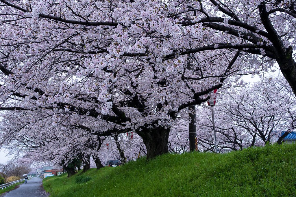 桜雨