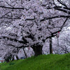 桜雨