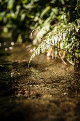 fern leaf