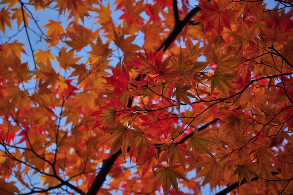 青空と紅葉