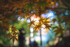 Autumn colored Palette