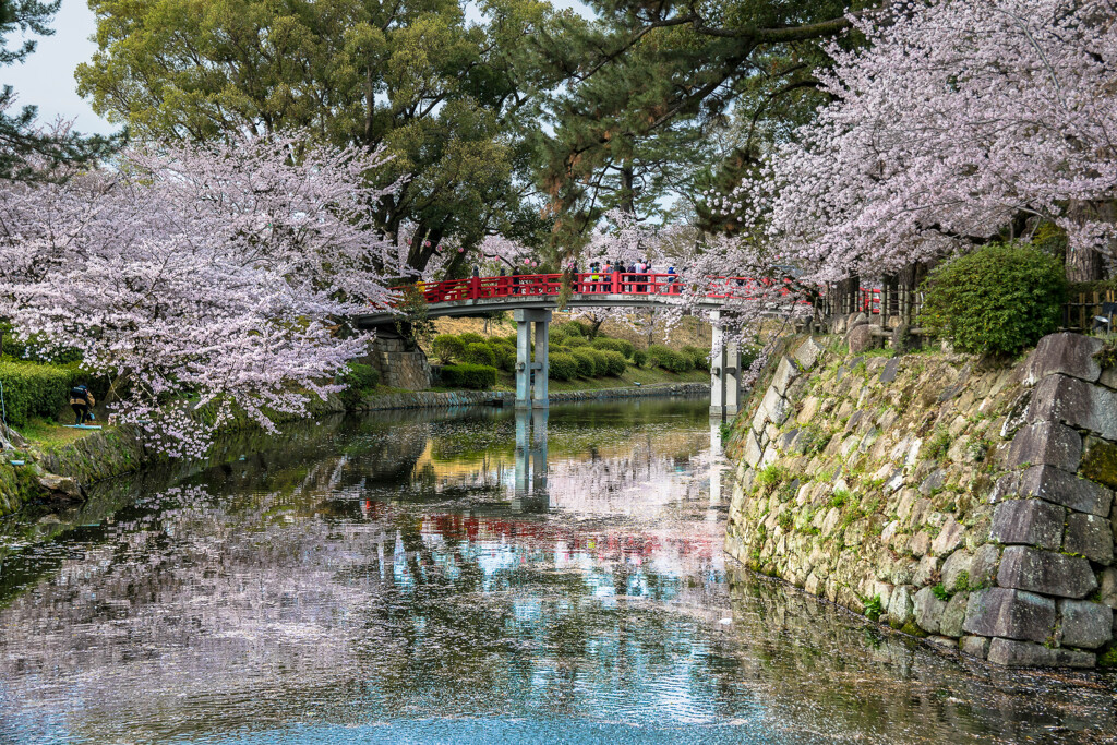 舞台桜