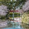 舞台桜