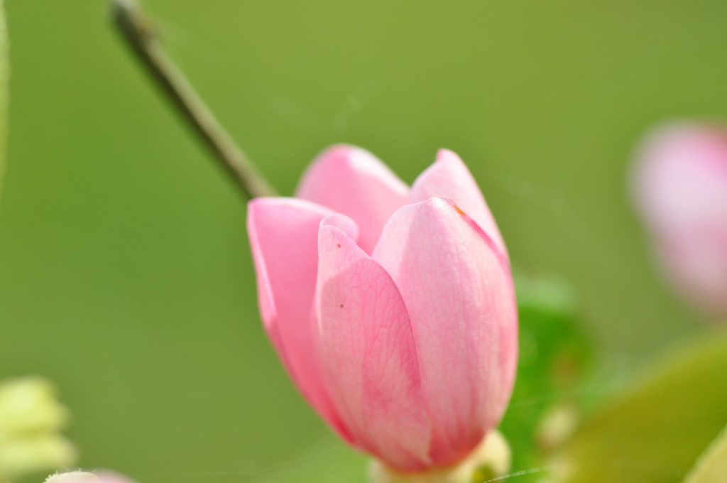 開花間近