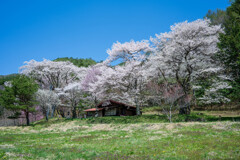山里の春 *2