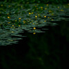 Cow lily
