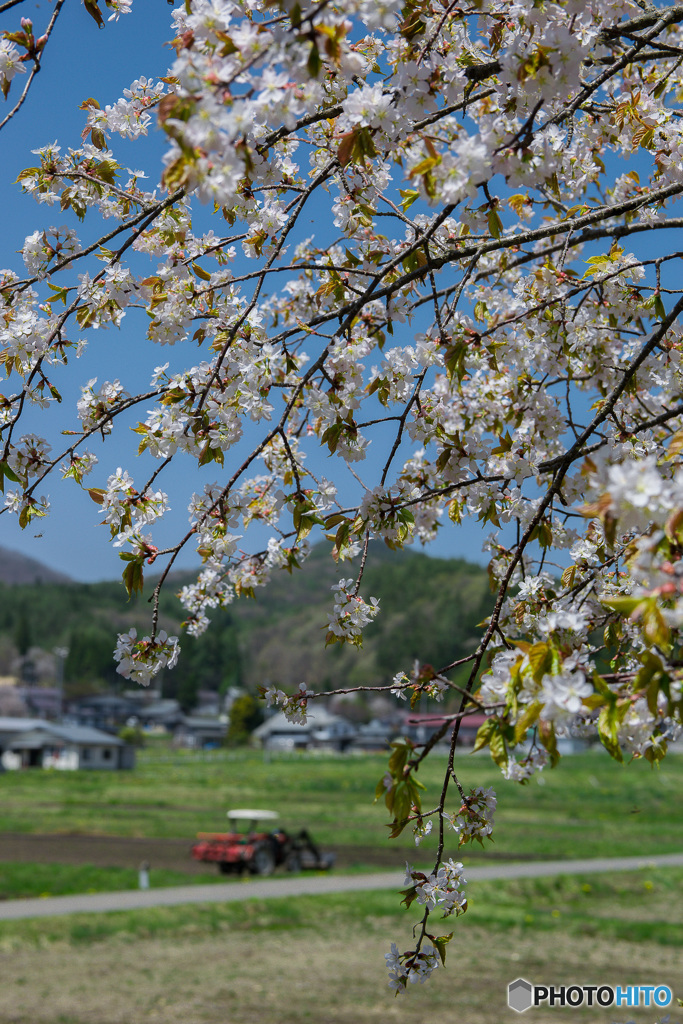 散る桜