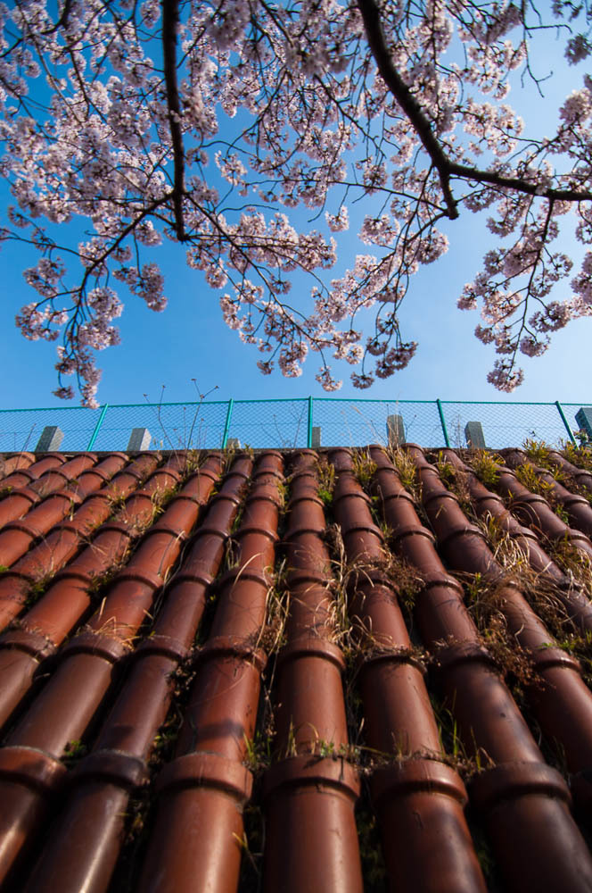 桜のある風景　-常滑編-