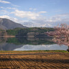 青木湖の一本桜
