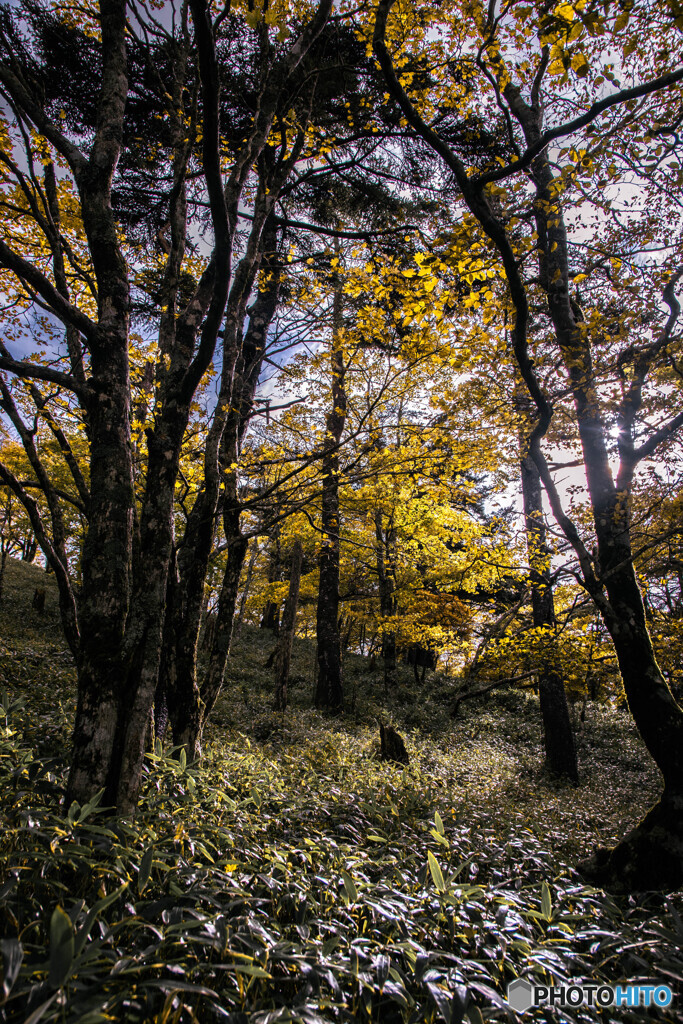 Autumn colors　2019  ②