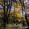 Autumn colors　2019  ②