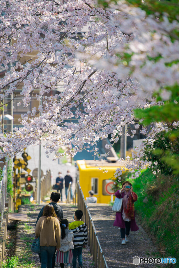 桜さんぽ