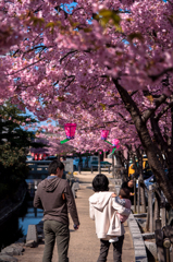 桜のある風景　-河津桜編-