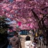 桜のある風景　-河津桜編-