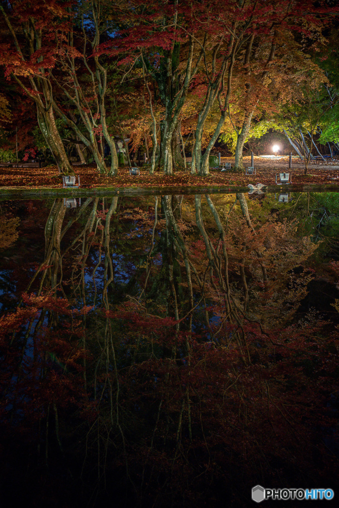 Reflection of Maple