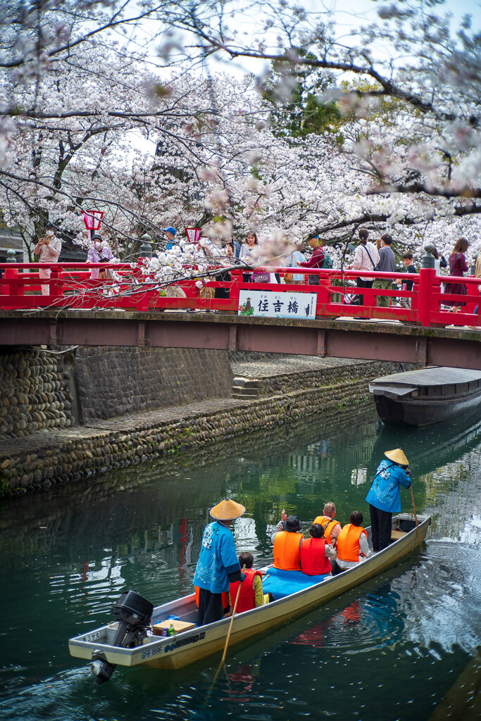 水門川の桜