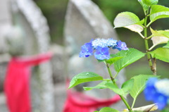 稲沢・性海寺あじさい-15