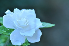 DSC_0239