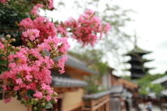 百日紅と塔