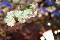 造幣局　夜桜
