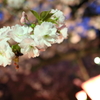 造幣局　夜桜