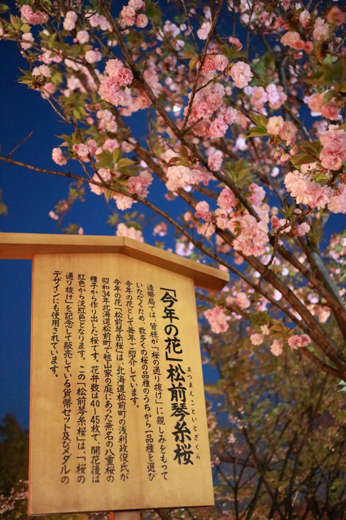 造幣局　今年の桜