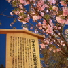 造幣局　今年の桜
