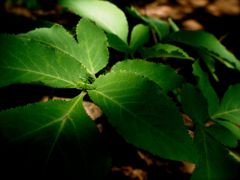 木漏れ日に夏虫