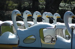白鳥の群れ