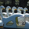 白鳥の群れ