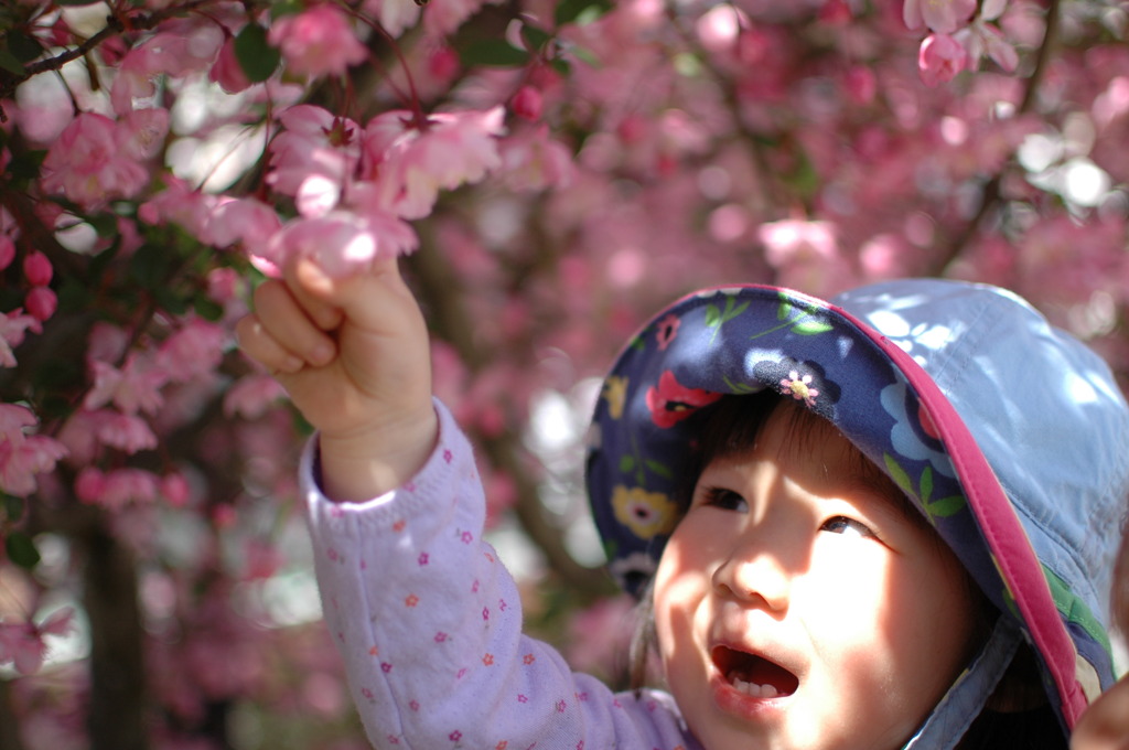 初めて桜をさわったね
