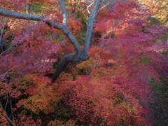 15年前の紅葉