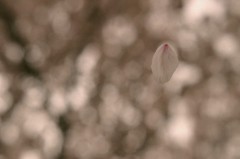 060409