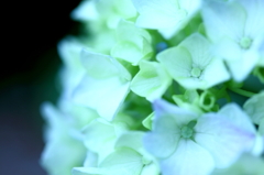 紫陽花