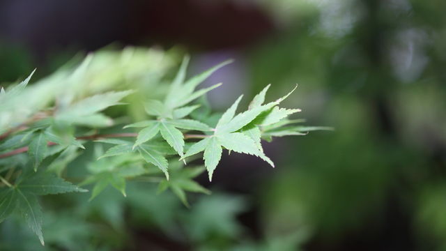 翡翠葉
